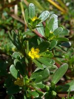 فروش بذر خرفه